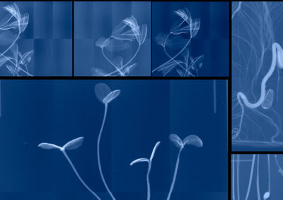 Archiving Eden: Dornith Doherty Photographs
