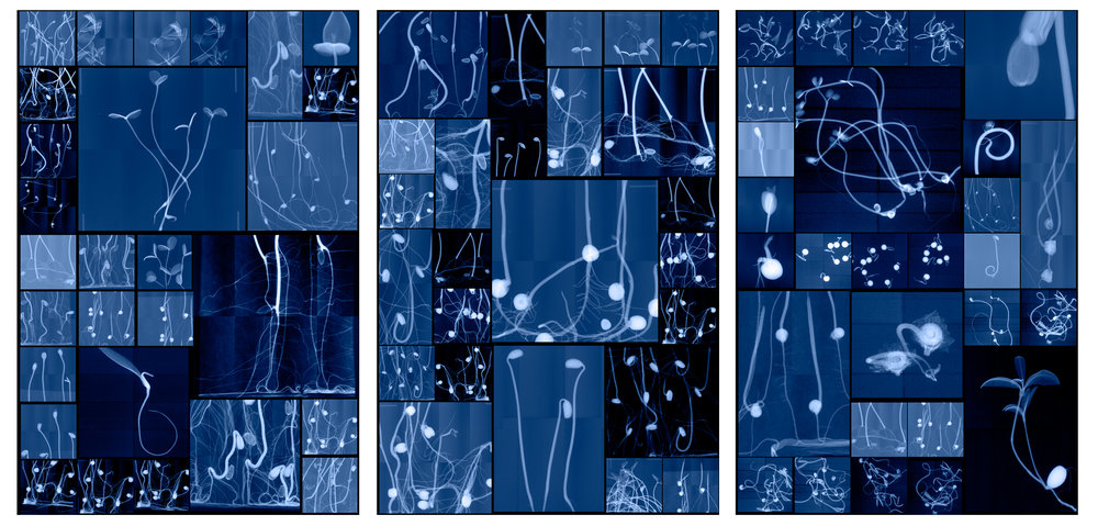 Dornith Doherty, Seedling Cabinet I, II & III