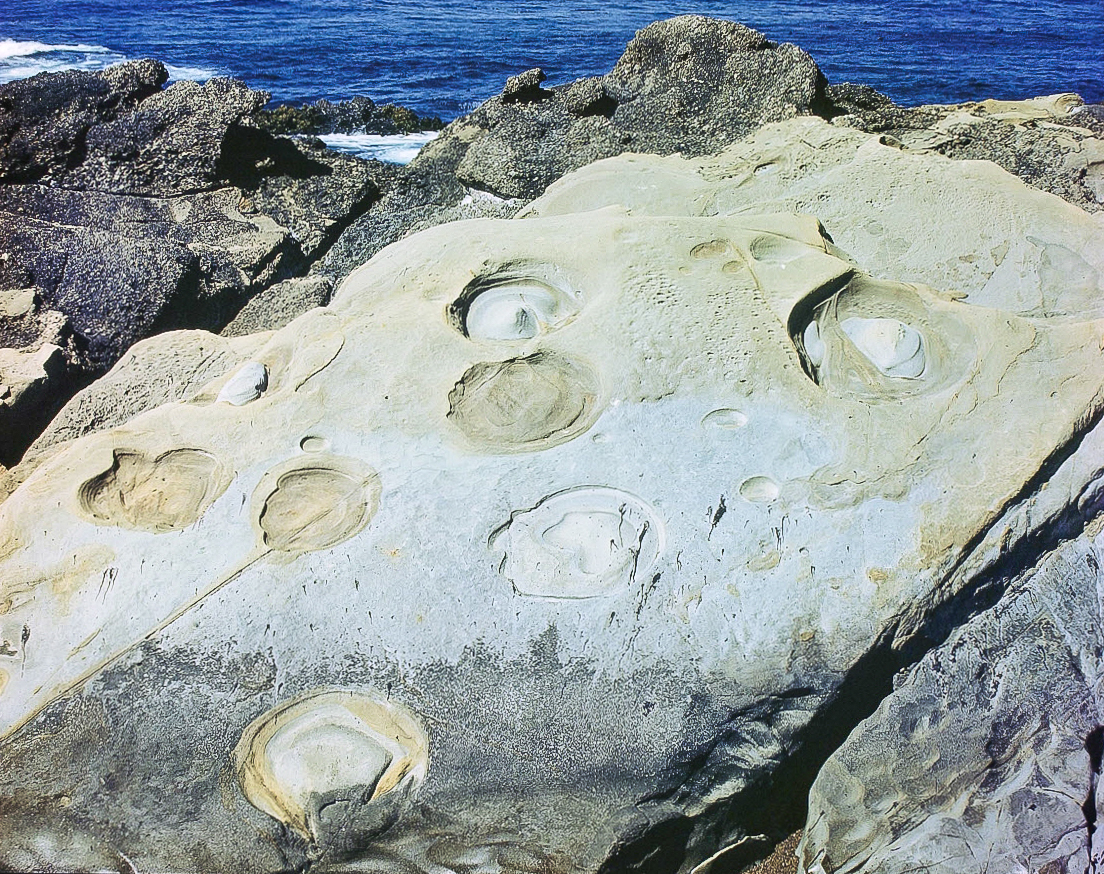 Edward Weston (American, 1886-1958), Untitled (Point Lobos), 1947, Kodachrome transparency. Gift of Jack and Dede Longstreth, 2018.17.19