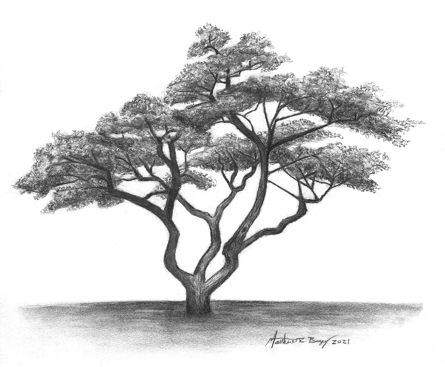 Beautiful Tree Drawings Nature s Artistry